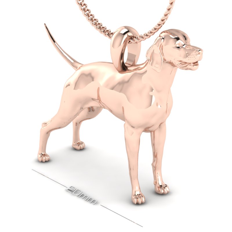 ENGLISH POINTER image 2